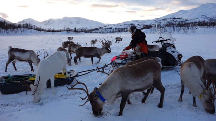 Sámi herders tending to their reindeer in the Norwegian Arctic, 2016. | Scott Wallace/GettyImages