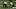 Odell Beckham, Baltimore Ravens Odell Beckham, Baltimore Ravens