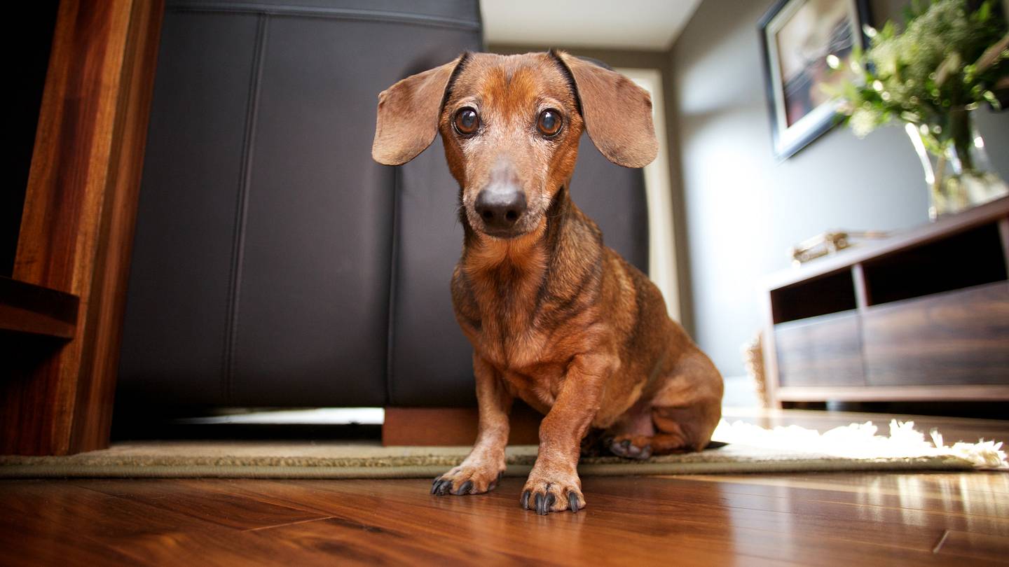 Dachshund Refuses to Come Home After Surviving on a Wild Island for Over a Year