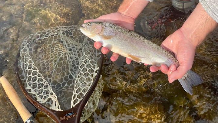 Just before the net floated downstream. Just before the net floated downstream.