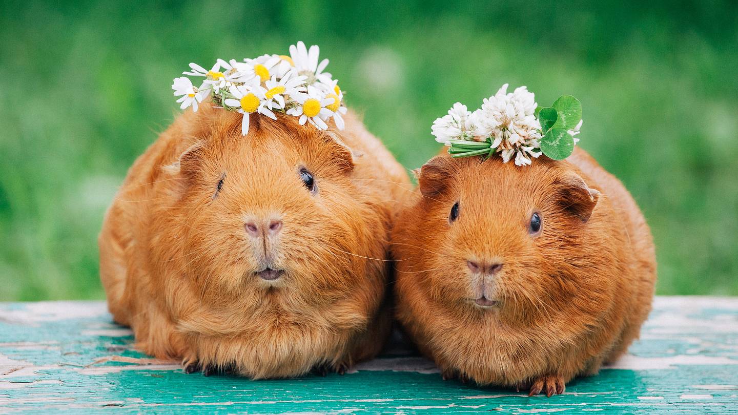 ââ11 Facts About Guinea Pigs
