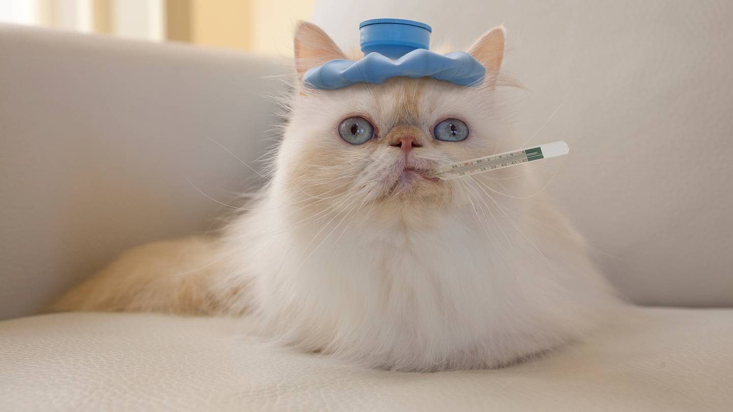 New York City Workers Could Soon Use Paid Sick Leave to Care for Ill Pets
