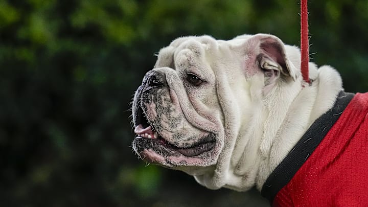 Oct 7, 2023; Athens, Georgia, USA; Georgia Bulldogs mascot UGA is shown on the field during the game against the Kentucky Wildcats during the second half at Sanford Stadium. Mandatory Credit: Dale Zanine-Imagn Images