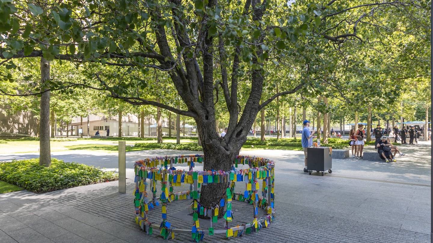 The remarkable story of the tree that survived 9/11