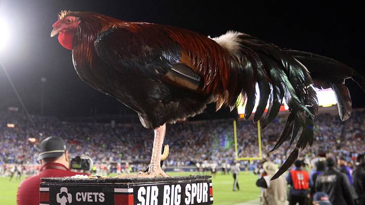 Nov 1, 2025; Oxford, Mississippi, USA; South Carolina Gamecocks mascot Sir Big Spur stands on the sideline during the third quarter against the Mississippi Rebels at Vaught-Hemingway Stadium. Mandatory Credit: Petre Thomas-Imagn Images Nov 1, 2025; Oxford, Mississippi, USA; South Carolina Gamecocks mascot Sir Big Spur stands on the sideline during the third quarter against the Mississippi Rebels at Vaught-Hemingway Stadium. Mandatory Credit: Petre Thomas-Imagn Images