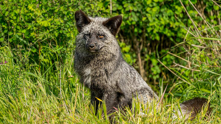 A red fox with dark coloring, also known as a 'silver fox'