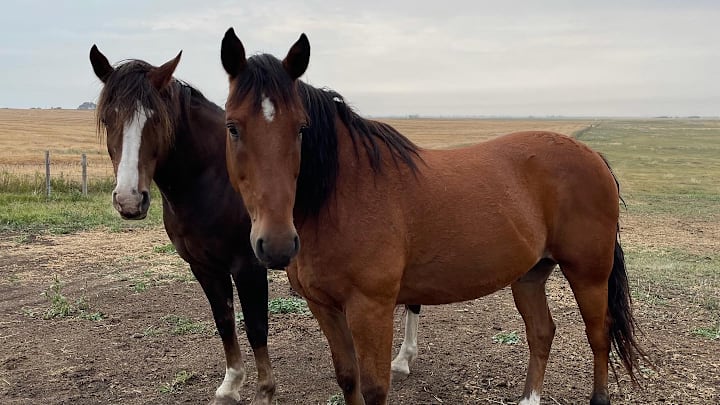 OLS Tubs Get Smart next to his best friend OLS Tubs Stevie Knicks OLS Tubs Get Smart next to his best friend OLS Tubs Stevie Knicks