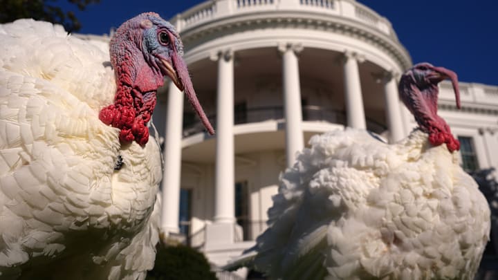 President Biden Pardons Two Turkeys Ahead Of Thanksgiving Holiday