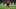 Mikel Oyarzabal, Nico Williams Mikel Oyarzabal, Nico Williams
