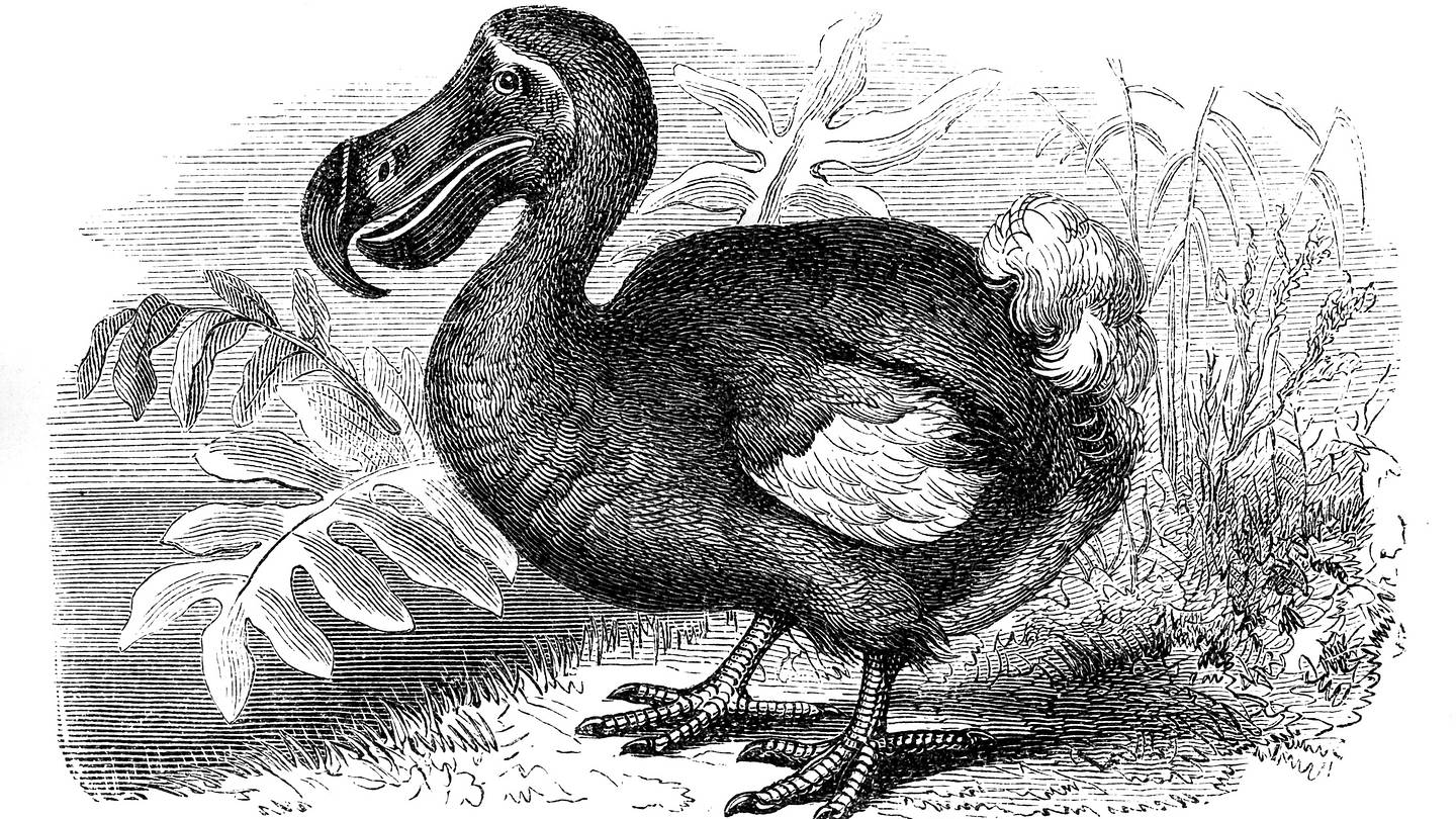 Dodos May Have Been Fast and Strong, Contradicting Stereotypes