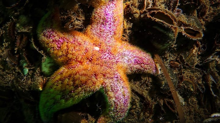 Common starfish (‘Asterias rubens’) in the Baltic Sea, a species researchers observed during their study.