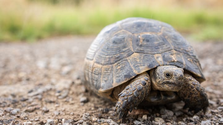Many gopher tortoises withstood the Category 4 hurricane and are now adapting to new land.