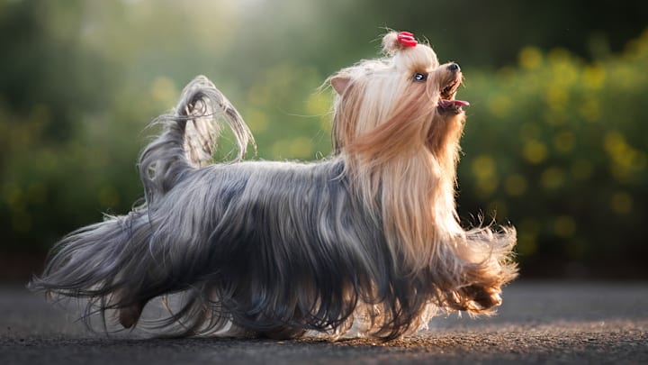 Yorkies know how to strut their stuff.