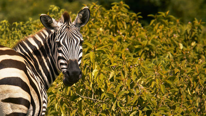 Tanzania's Arusha National Park offers unique wildlife for visitors