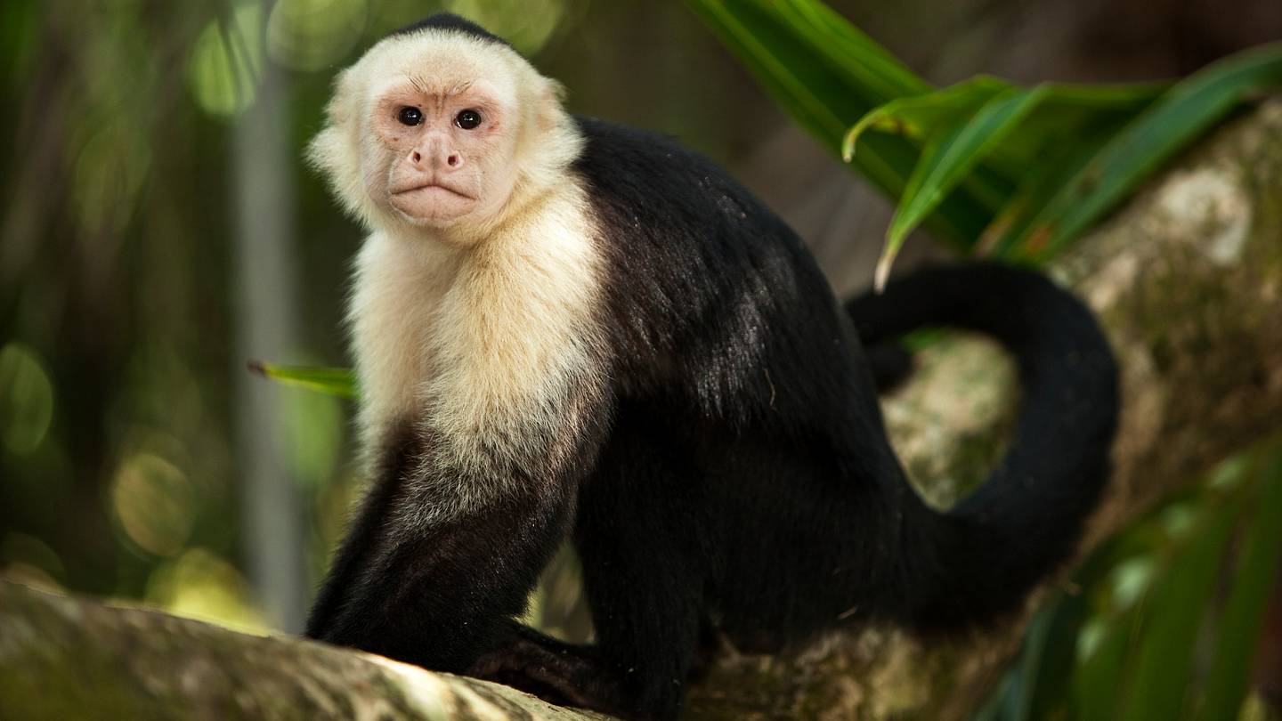 Capuchins Are âKidnappingâ Baby Monkeys of Different Species, And Scientists Are Baffled