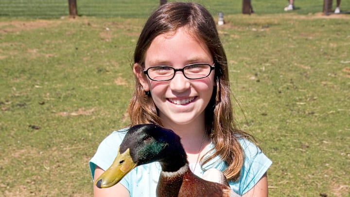 4-H poultry class