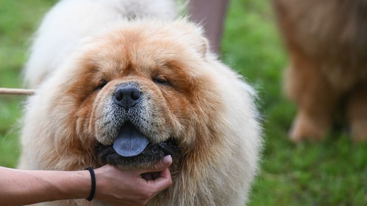 International dog show in Krakow, Poland