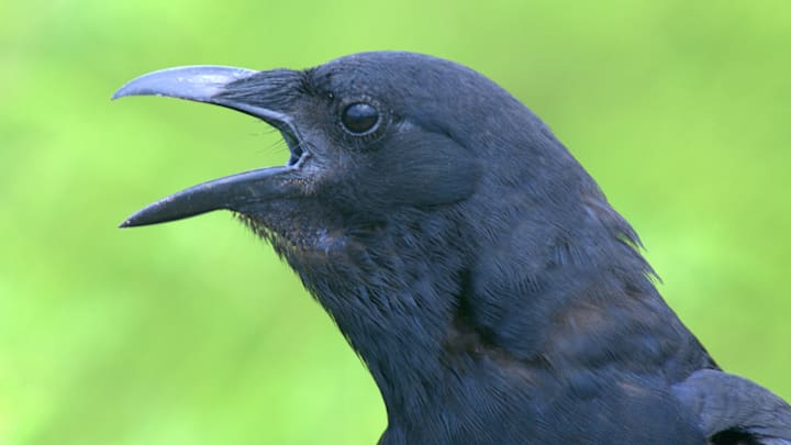 An irate fish crow (Corvus ossifragus).