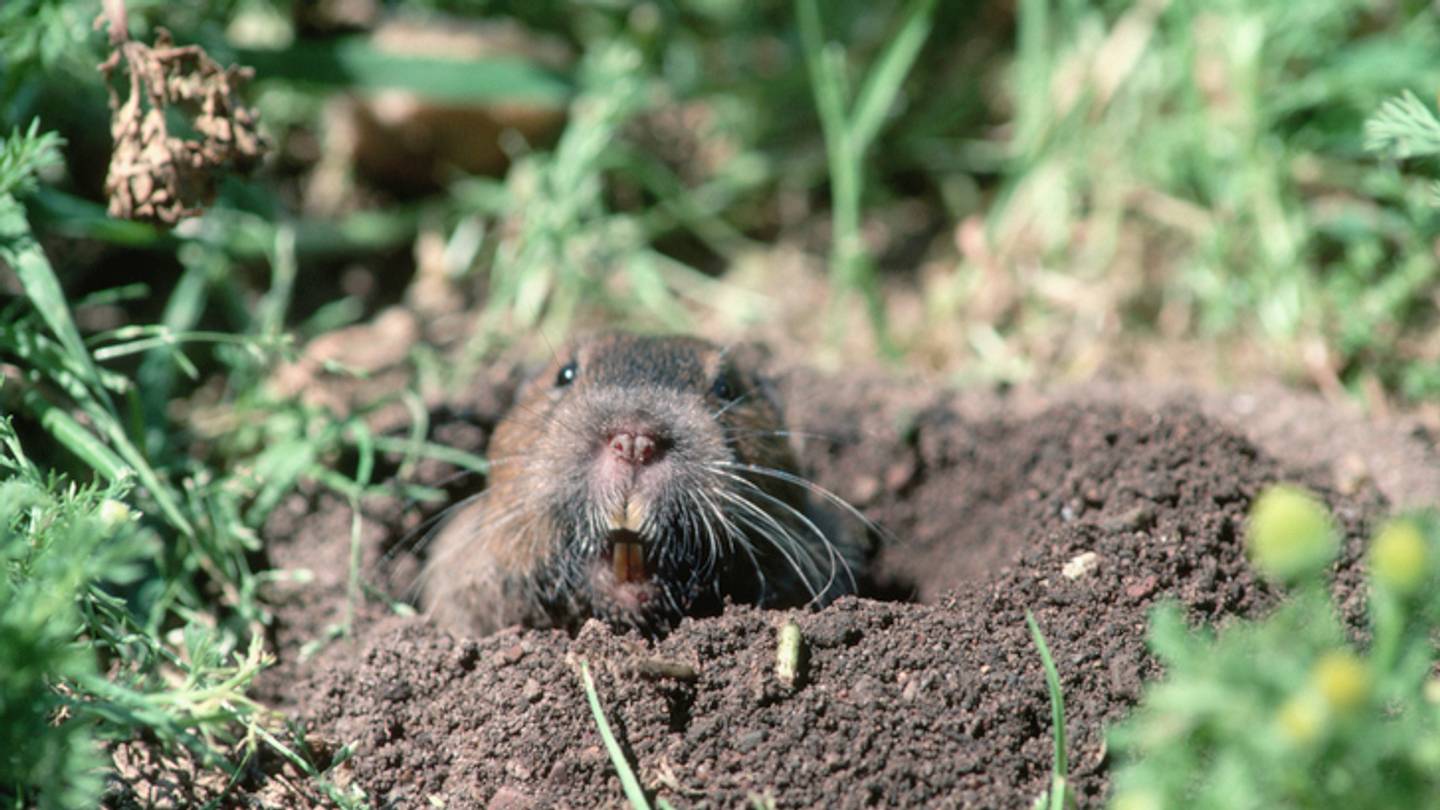 Whatâs the Difference Between Gophers and Groundhogs?