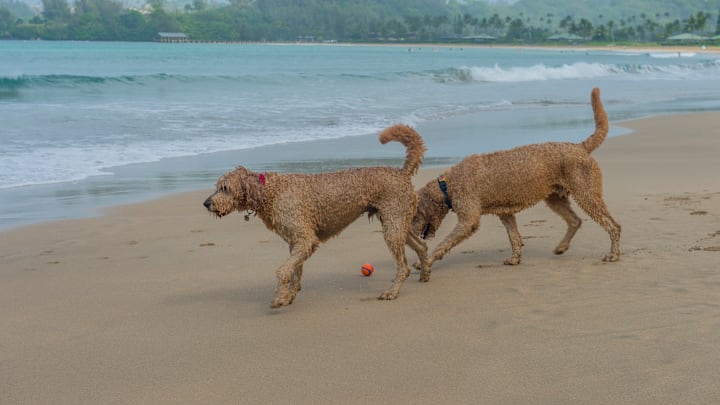 Golden Doodles on Hanalei beach on the northern end of the...