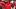 Arkansas Razorbacks fan reacts to a call Arkansas Razorbacks fan reacts to a call