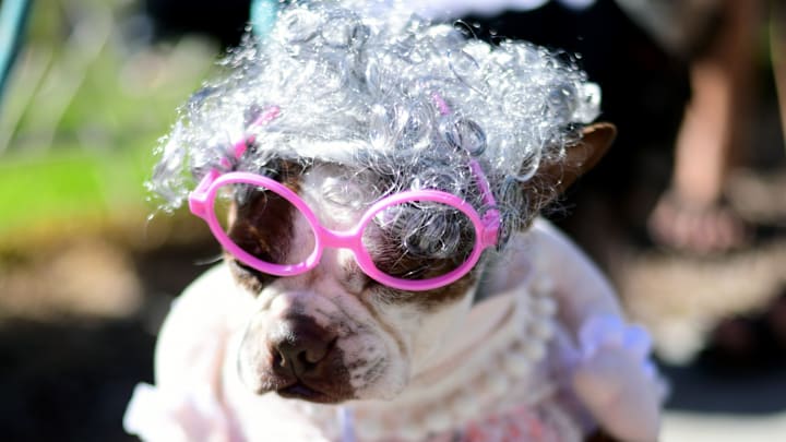 Haute Dog Howl'oween Parade
