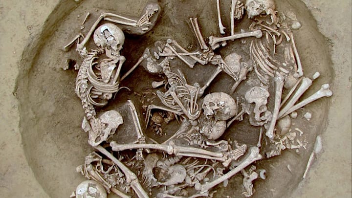Overhead view of Pit 157 from Bergheim Saulager, showing a late Middle Neolithic violence-related bone collection analyzed in the study.
