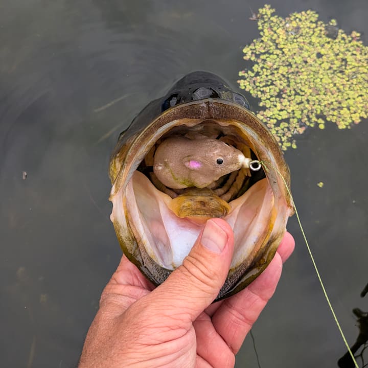 Lunkerhunt Furenzy Mouse Review: Testing a New Topwater Killer for