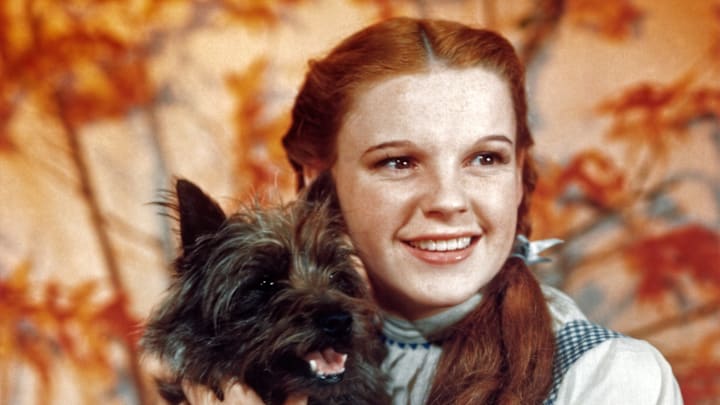 Dorothy's surviving dresses probably have dog drool on them.