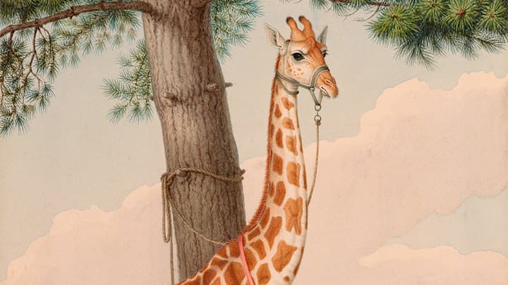 This giraffe was a gift to King Charles X.