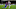 Jeffrey Schlupp, Ruben Neves