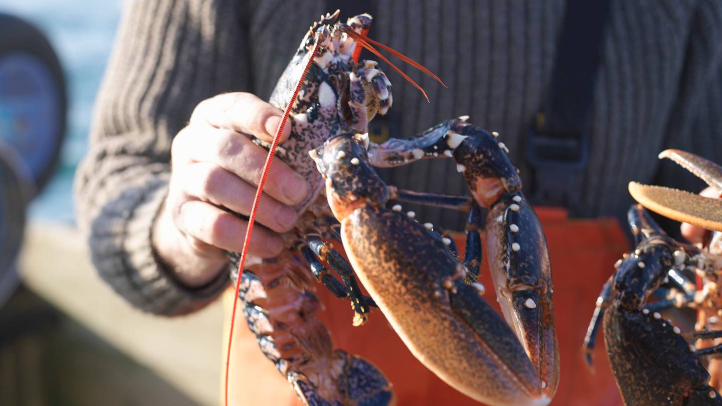 Maine Fisherman Pampers the Protected Lobsters He Catches With Claw Manicures