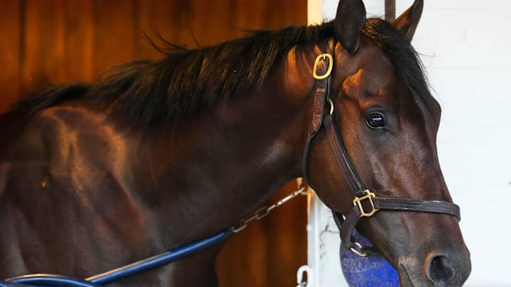 Kentucky Derby Contender Flying Mohawk in his stall on the backside at Churchill Downs in Louisville, Kentucky Monday, April 14, 2025. Trainer is Whit Beckman, a Louisville native.