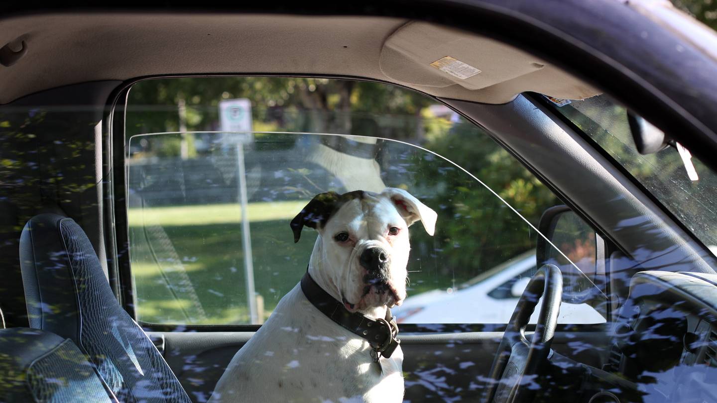 Why You Should Never Leave Your Dog in a Hot CarâEven For Just a Few Minutes