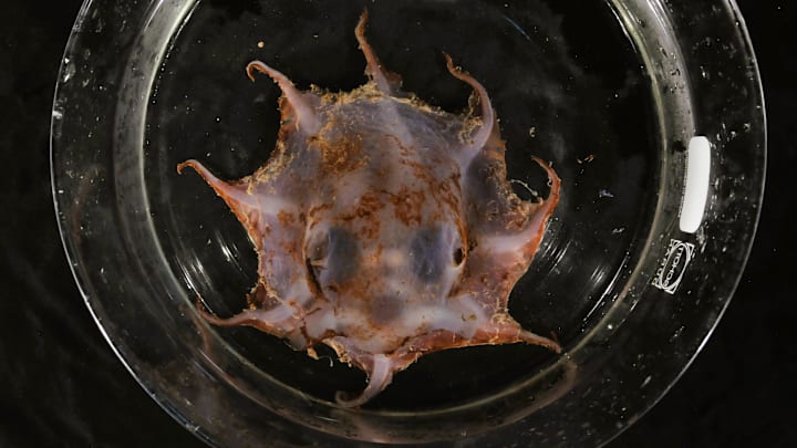 This Carnarvon flapjack octopus is tiny, but it can withstand intense pressure thousands of feet underwater.