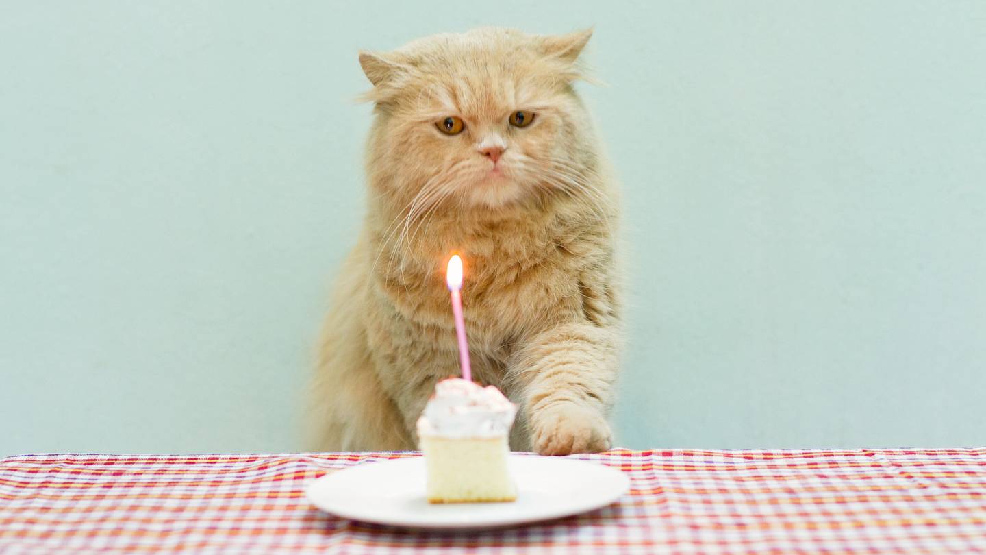 Why Do We Say Cats Have Nine Lives?