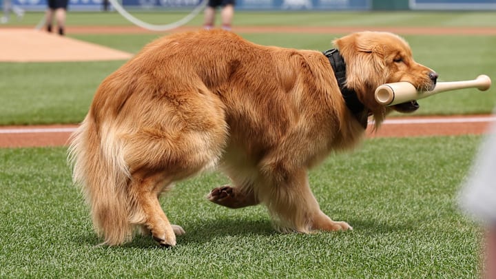 Jun 14, 2025; Washington, District of Columbia, USA; Bruce the Bat Dog, from the Washington Nationals Triple-A affiliate Rochester Red Wings, retrieves a bat during pregame festivities prior to the Nationals' game against the Miami Marlins at Nationals Park. Jun 14, 2025; Washington, District of Columbia, USA; Bruce the Bat Dog, from the Washington Nationals Triple-A affiliate Rochester Red Wings, retrieves a bat during pregame festivities prior to the Nationals' game against the Miami Marlins at Nationals Park.