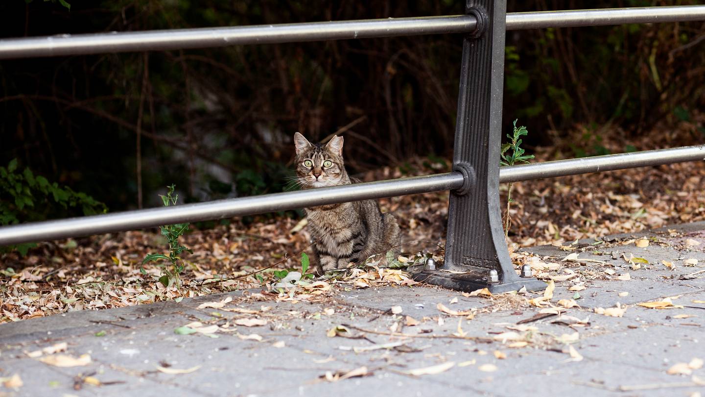Cat Lost in Yellowstone Back Home After Traveling 900 Miles in 2 Months