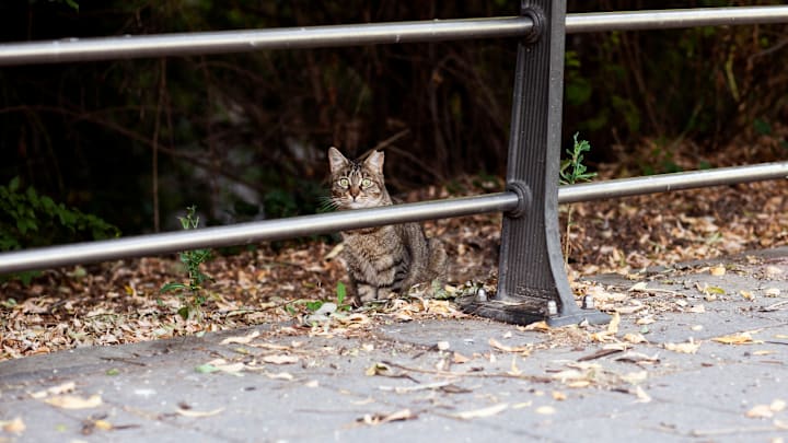 Rayne Beau the cat made an incredible journey.