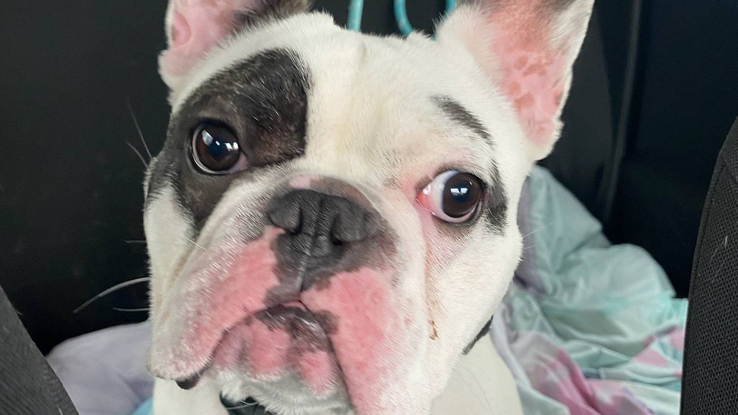 Ralphie, the 'Demon Dog' Up for Adoption, Now Has T-Shirts Available