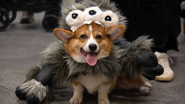A dog seen dressed in a costume during the Halloween dogs A dog seen dressed in a costume during the Halloween dogs