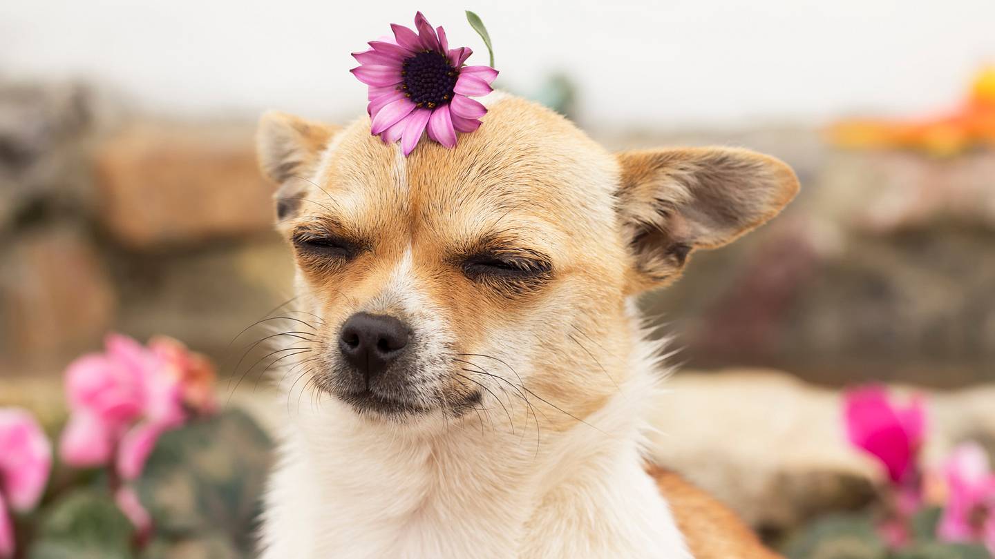 The Most Popular Dog Breeds in Each U.S. State