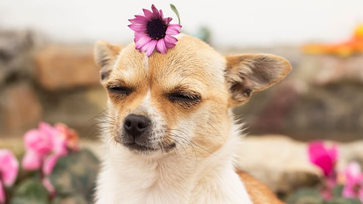 Being this cute and well-liked takes a lot of work. 