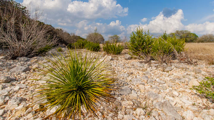 A Sotol plant (Dasylirion texanum) is growing in a dried up...