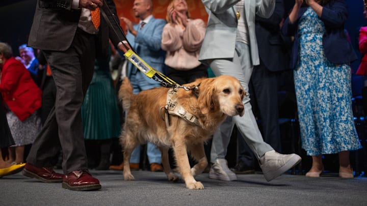 Guide dog Jennie seen on stage on the last day of the...