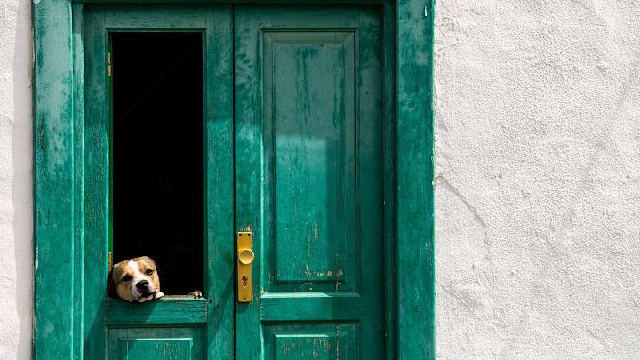 A dog pokes his head out the door of a typical Canarian...