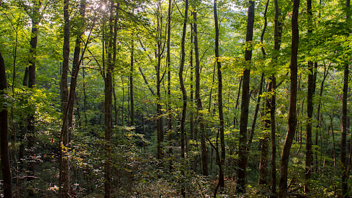 View of forest near Laurel Falls in the Great Smoky...