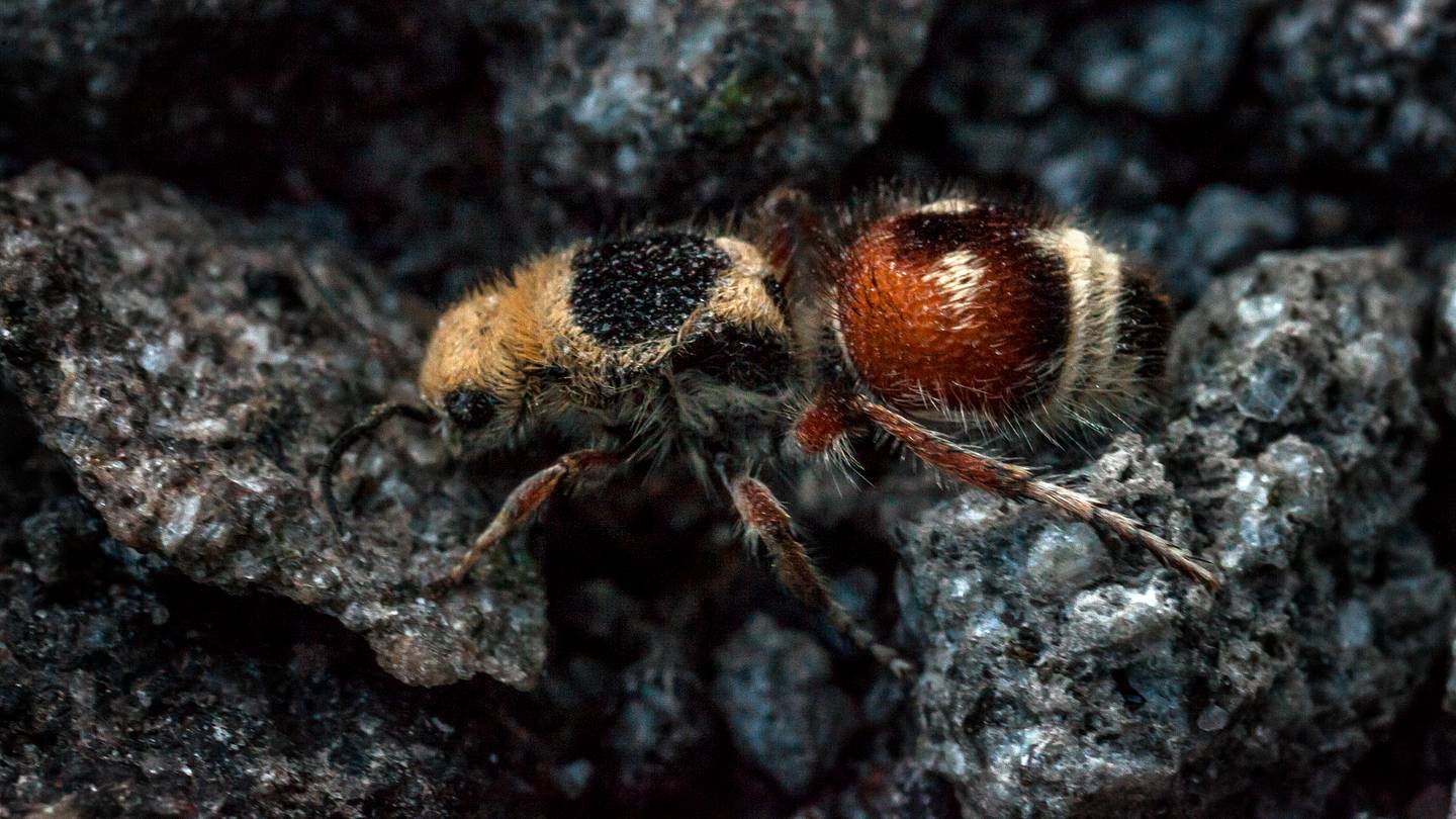 âUltra-blackâ Velvet Ant Reflects Less Than 1 Percent of Light