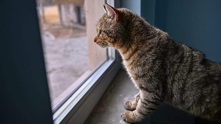 The mountain cat that is found injured in a cave is being treated in Turkiye's Van