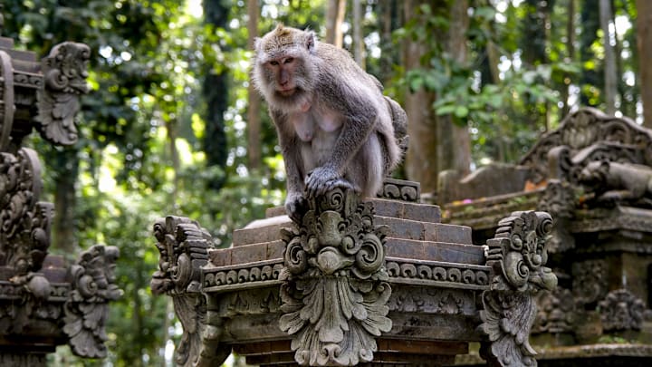 Sacred Monkey Forest Sanctuary in Bali, Indonesia
